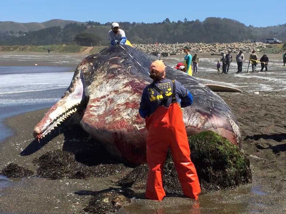 Sharp rise in whale, dolphin stranding deaths in India