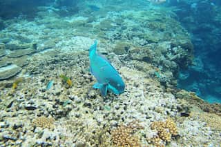 Environment body says 90% of Sri Lanka's coral reefs dead 