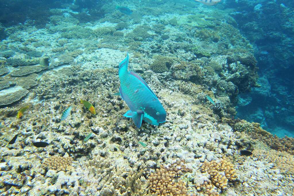 Environment body says 90% of Sri Lanka's coral reefs dead 