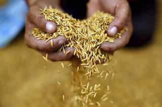 Extreme weather increasing level of toxins in food, scientists warn