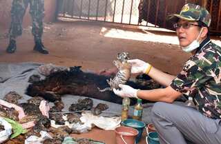 Dead tiger cubs found in Thai temple amid trafficking fears