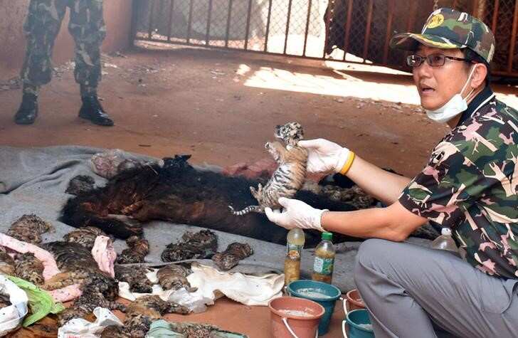 Dead tiger cubs found in Thai temple amid trafficking fears