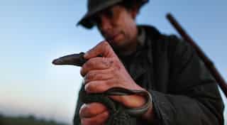 New research confirms electric eels can kill horses