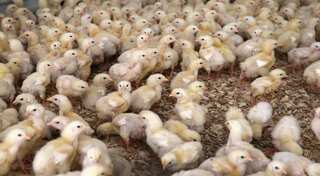 Donating chicks is the Bill Gates way of fighting poverty