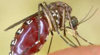 WHO: Local mosquito caused recent yellow fever case in Congo