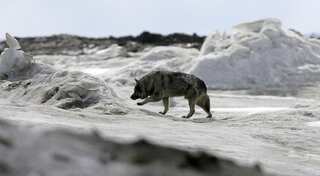 Scientists' new model uses climate change to predict outbreaks of diseases