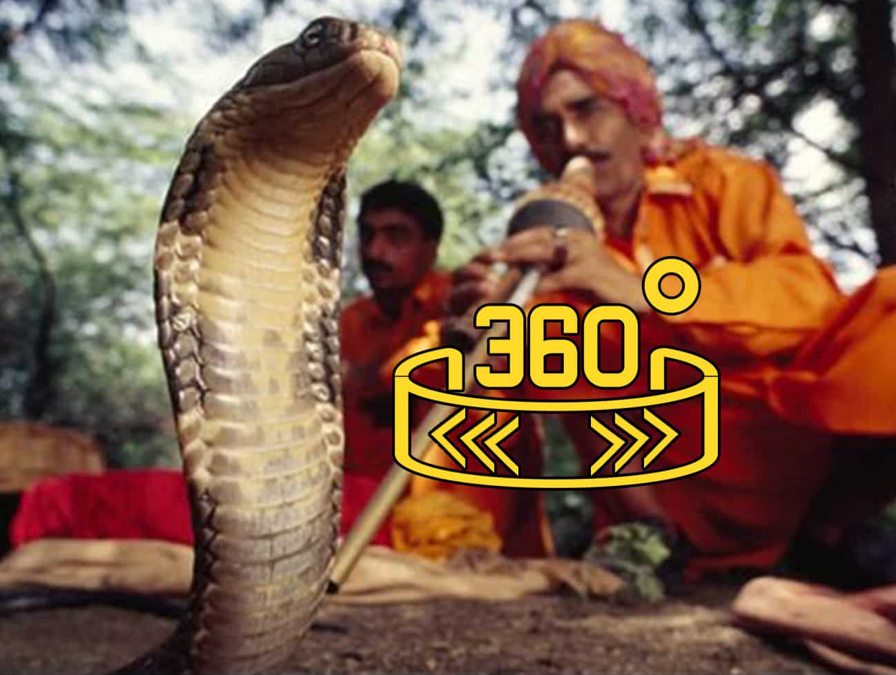 360 WION : Snake charming losing its charm - 360 News