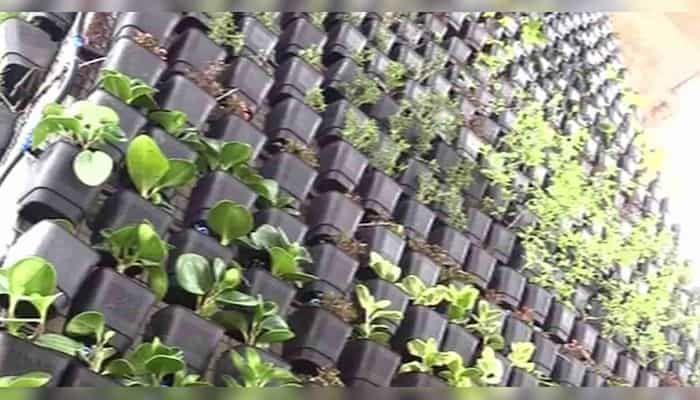 Hanging gardens to Bengaluru's rescue