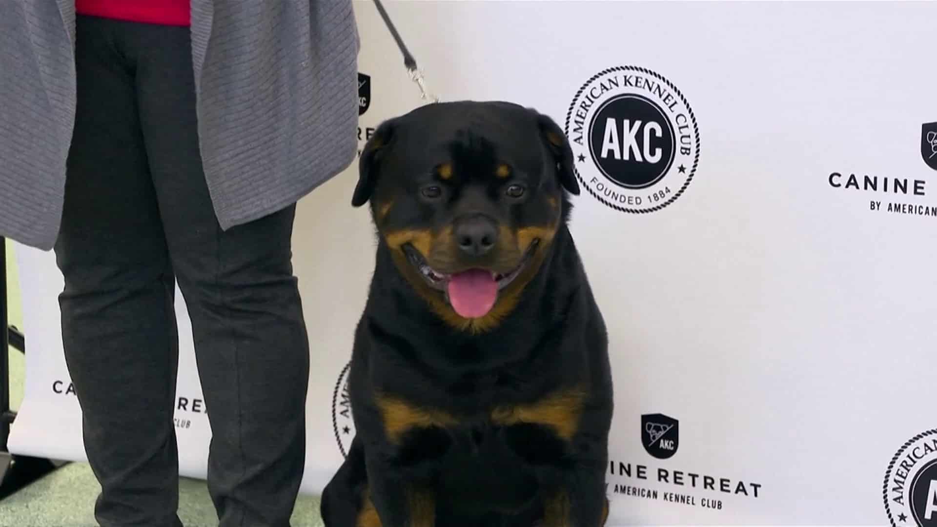 American kennel club Top 10 dog breeds World News