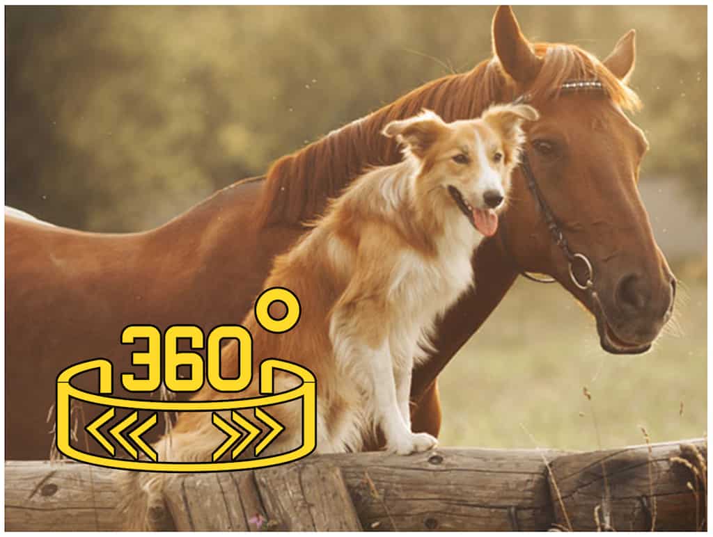 360 WION: All Creatures Great And Small