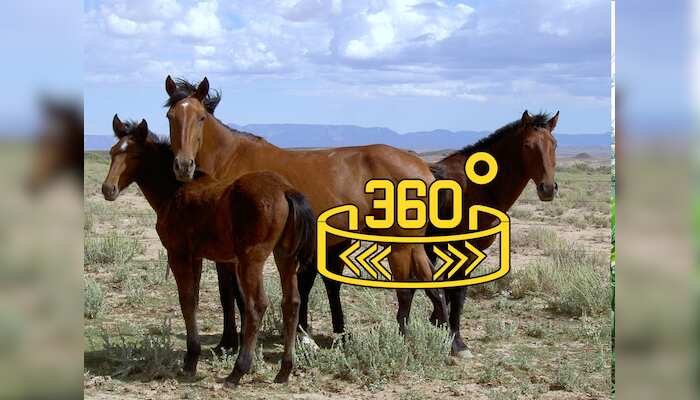 360 WION: US inmates train wild horses