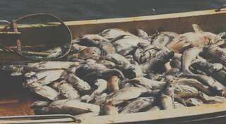 The oceans are dying as we celebrate World Oceans Day