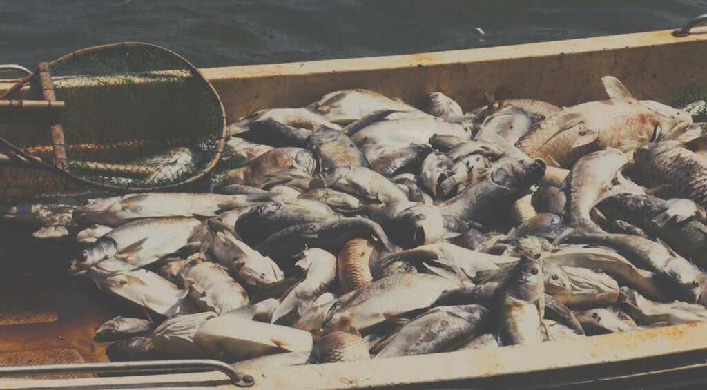 The oceans are dying as we celebrate World Oceans Day