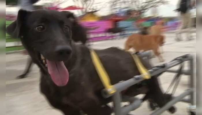 Disabled dogs in Taiwan get hot new wheels