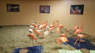 WATCH: 6 mn people -- and flamingoes -- evacuated from Hurricane Irma's path