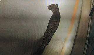 WATCH: Leopard that strayed into Maruti's Manesar plant found after 36 hours