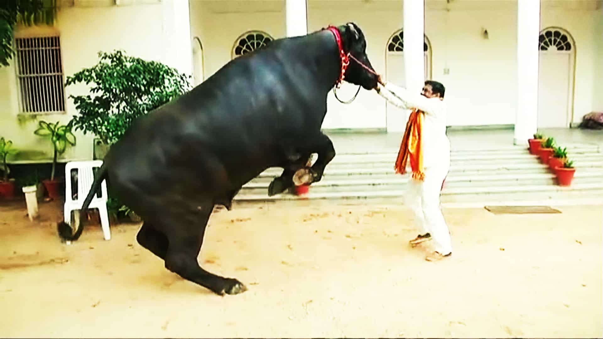 Watch: 'Shahenshah' weighing 1,500 kgs sets Diwali bull festival alight Watch: 'Shahenshah' weighing 1,500 kgs sets Diwali bull festival alight