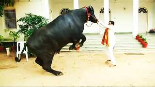Watch: 'Shahenshah' weighing 1,500 kgs sets Diwali bull festival alight