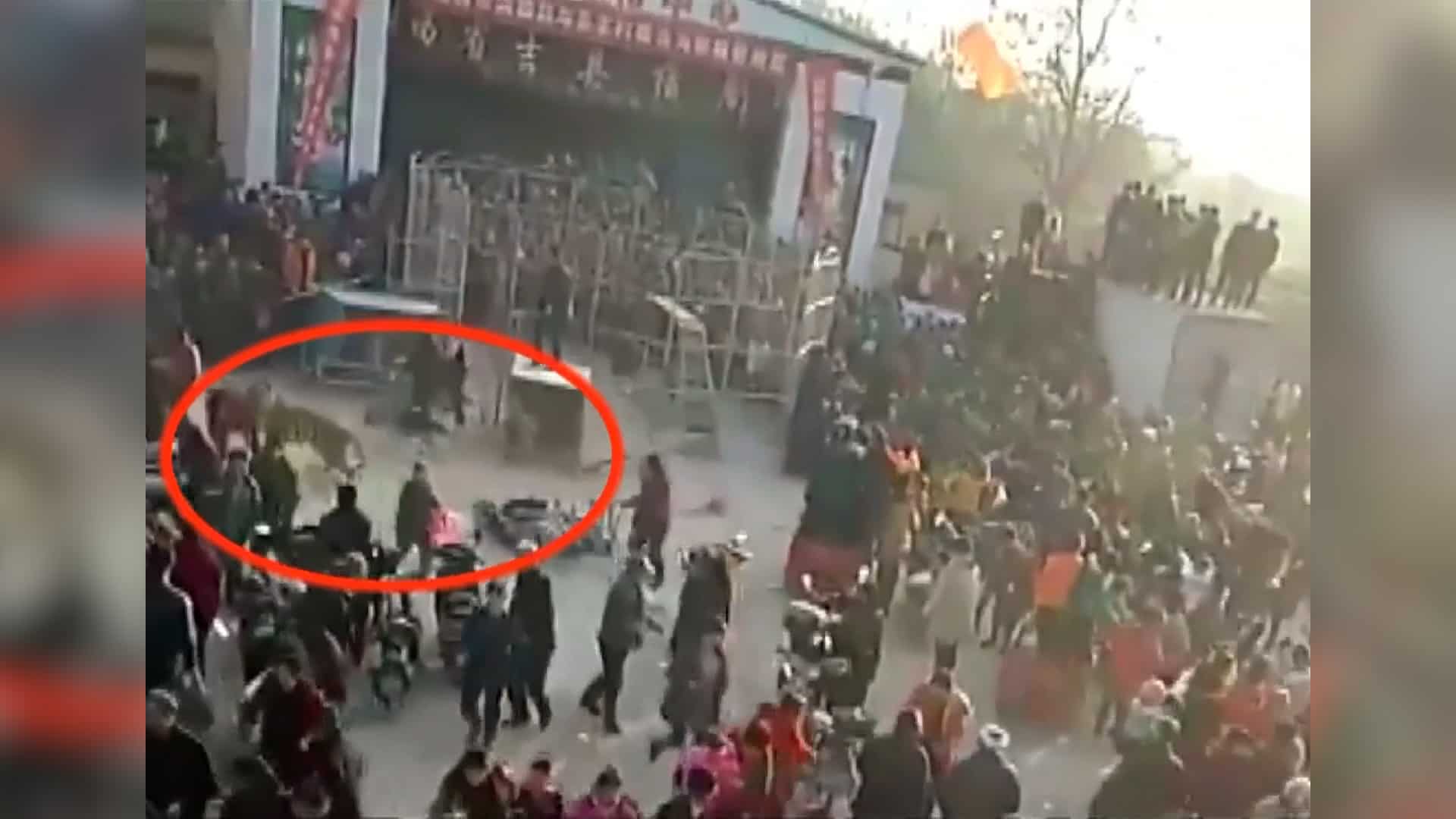 Watch: Tiger escapes from circus show in China Watch: Tiger escapes from circus show in China