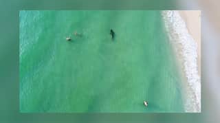WATCH: Drone captures close shark encounters on Miami Beach