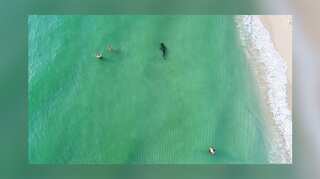 WATCH: Drone captures close shark encounters on Miami Beach
