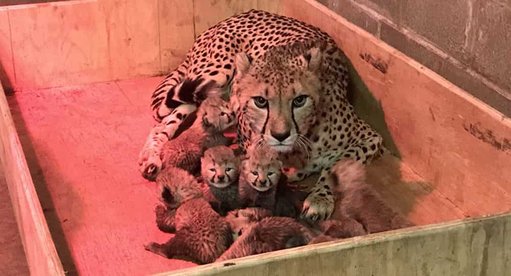 Watch: Cheetah creates record giving birth to 8 cubs Watch: Cheetah creates record giving birth to 8 cubs