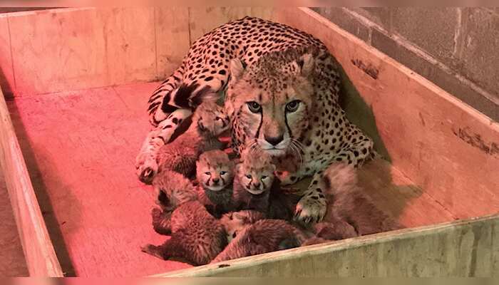 Cheetah named Bingwa creates record by giving birth to 8 cubs