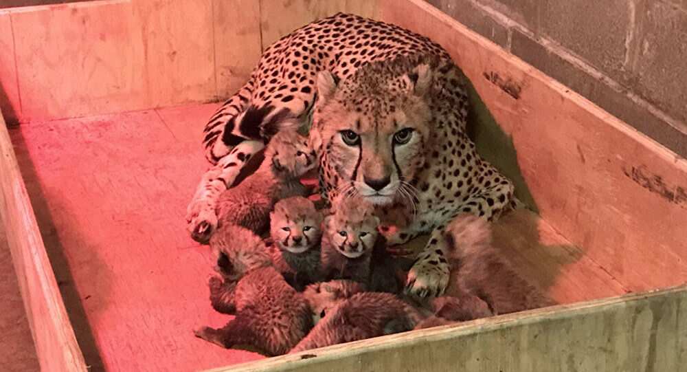 Watch: Cheetah creates record giving birth to 8 cubs