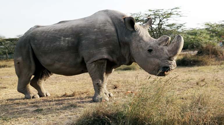 Watch: World's last male northern white Rhino 'Sudan' dies