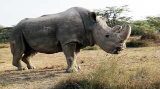 Watch: World's last male northern white Rhino 'Sudan' dies
