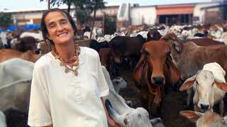 German woman a saviour angel for cows in India, seeks visa extension