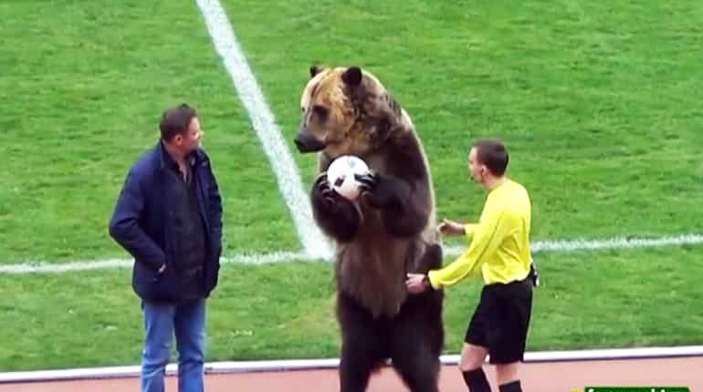 Watch: Bear 'performs' at soccer match, causes worldwide outrage Watch: Bear 'performs' at soccer match, causes worldwide outrage