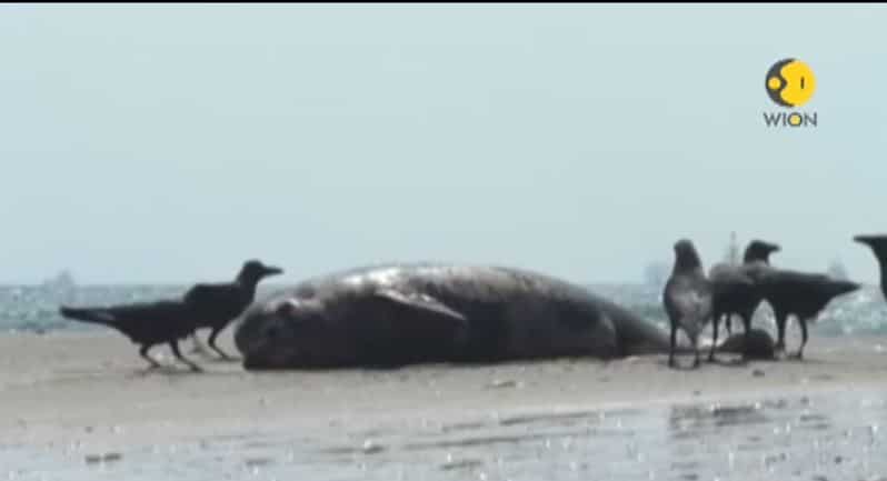 Watch: Dolphin carcass found washed ashore in Kerala