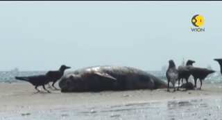 Watch: Dolphin carcass found washed ashore in Kerala