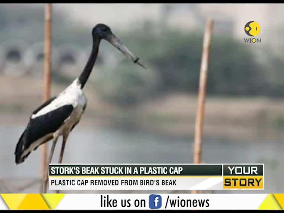 Your Story: Black-necked Stork's beak stuck in a plastic cap, rescued after 5 days