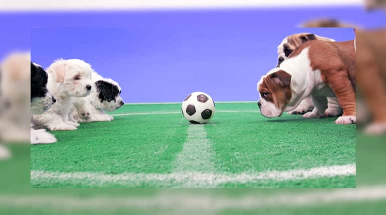 Beat your World Cup stress with 'puppy cam' Beat your World Cup stress with 'puppy cam'