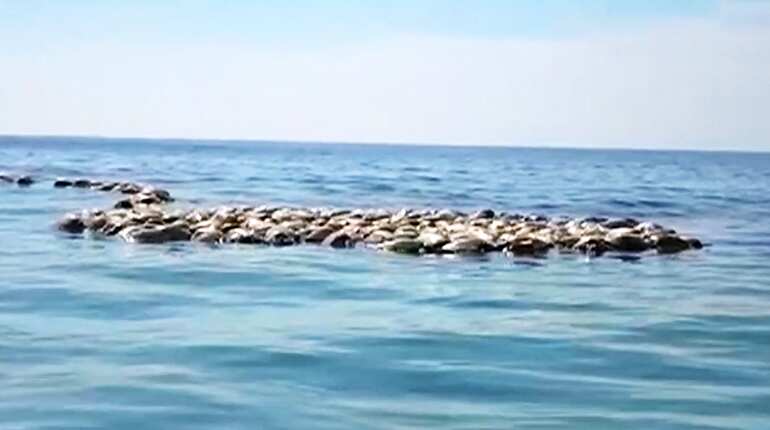 Watch: Nearly 300 endangered turtles found dead off Mexican coast Watch: Nearly 300 endangered turtles found dead off Mexican coast