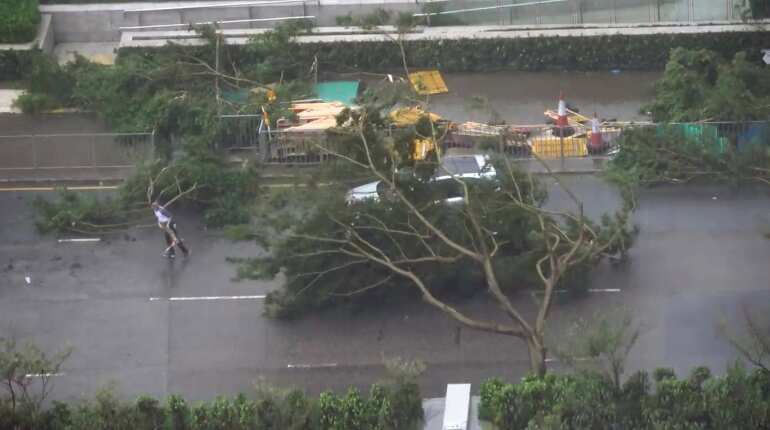 Trees fell