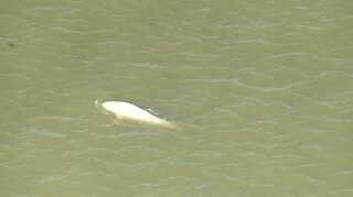 Watch: Beluga whale surfaces in Thames river near London