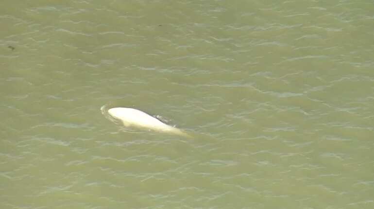 Watch: Beluga whale surfaces in Thames river near London