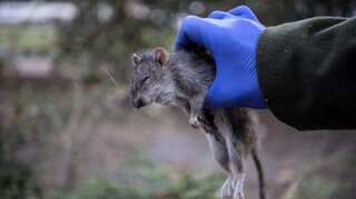 World's first human case of rat disease detected in Hong Kong