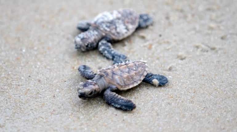 Over 300 endangered turtles hatch in Singapore Over 300 endangered turtles hatch in Singapore