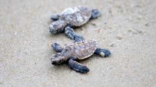 Over 300 endangered turtles hatch in Singapore