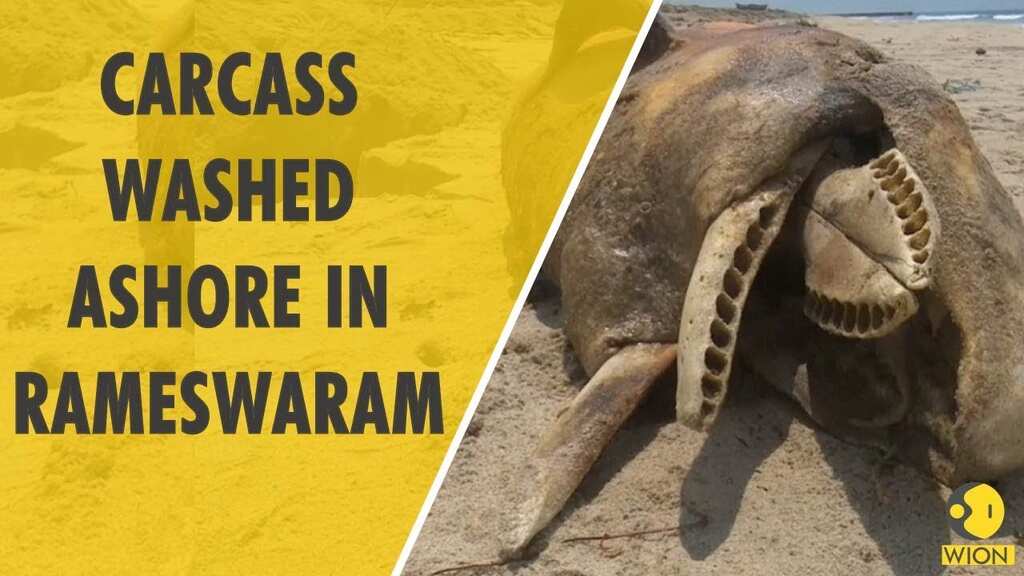  7-feel-long Carcass washed ashore at Rameswaram beach 