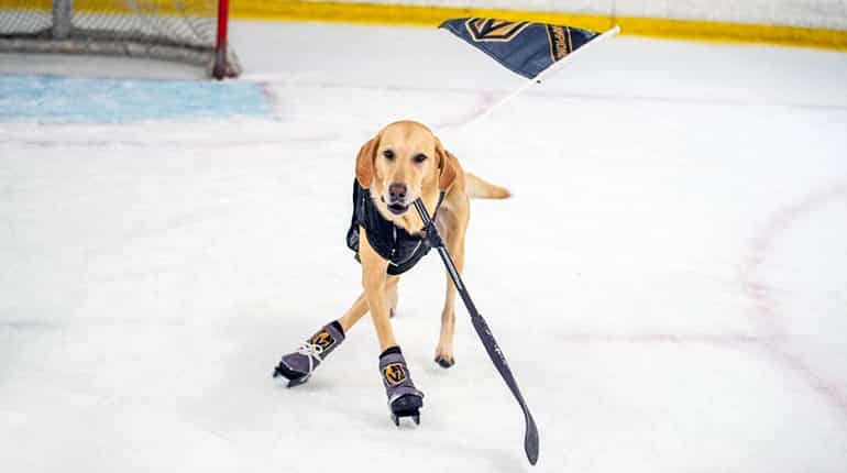 This dog's ice skills will give you pause