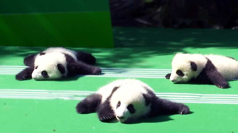 12 newborn panda cubs make debut at Chengdu base