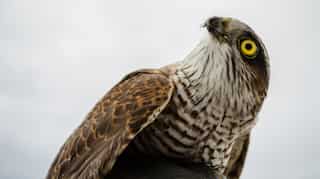 Pakistan allows export of 150 falcons to UAE despite hunting ban
