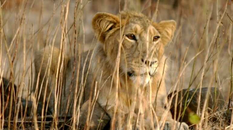 At least 23 Asiatic lions die in Gir forest, five from rare virus At least 23 Asiatic lions die in Gir forest, five from rare virus
