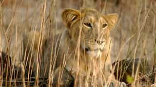 At least 23 Asiatic lions die in Gir forest, five from rare virus