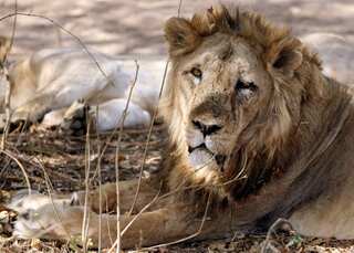 COVID-19: Eight Asiatic lions test positive in Hyderabad zoo, a first in India